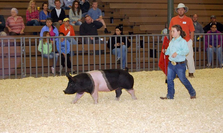 Some of Our Show Pigs in the Ring During 2012