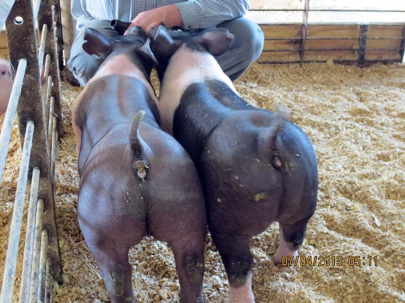 A Sampling of Our Show Pigs for Sale for 2013 Summer Shows