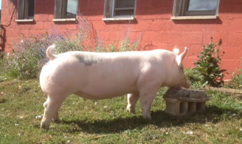 Grand Champion at the Maryland State Fair