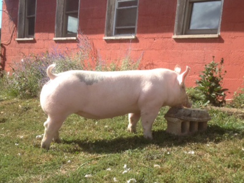 Grand_Champion_Heavyweight_2013_Maryland_State_Fair