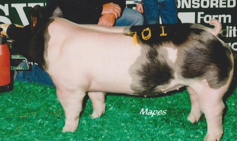 Hunter McMillen with the Sixth in Class Winner at the 2013 North American International Livestock Exposition