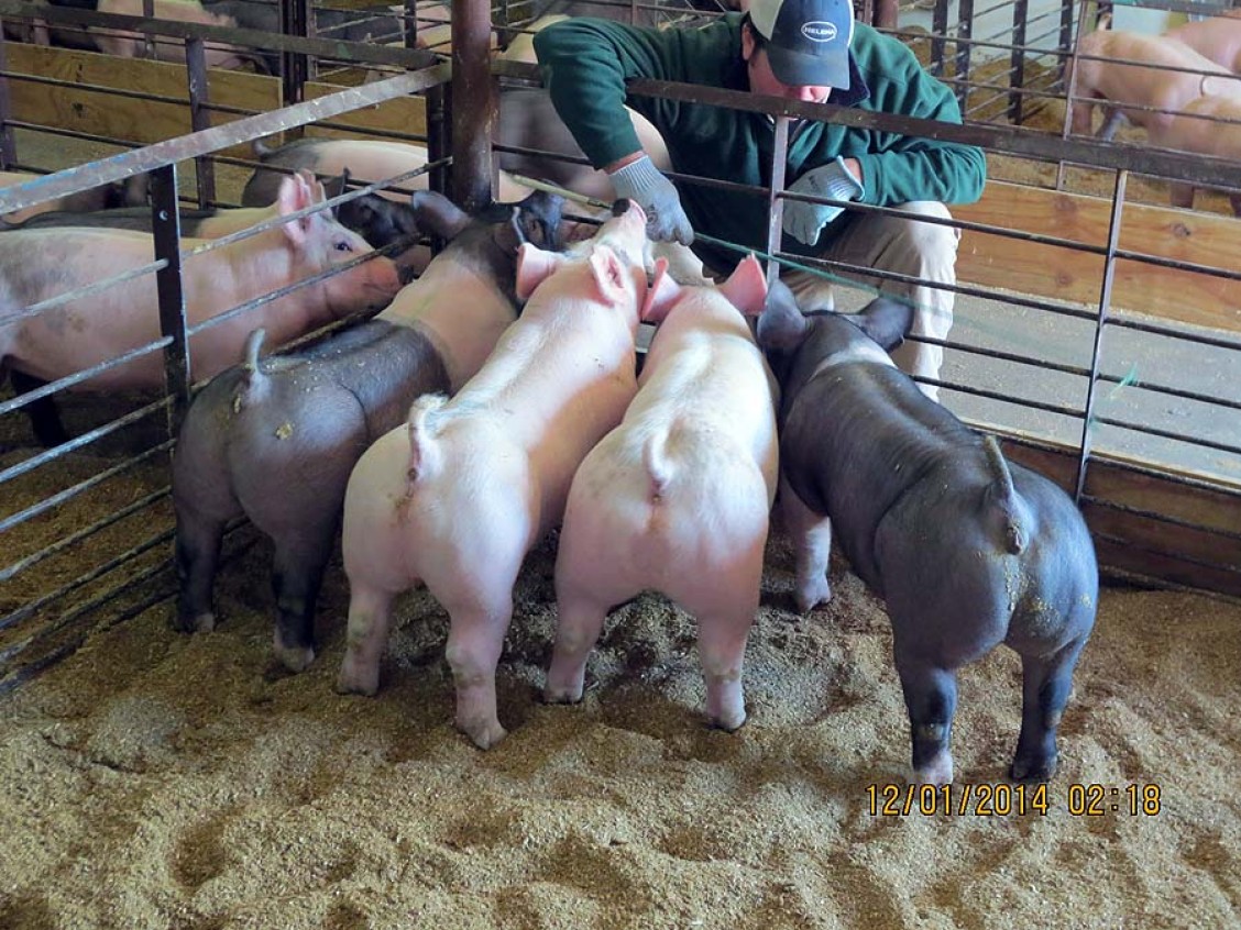 A Sampling of Our Show Pigs for Sale in January 2014