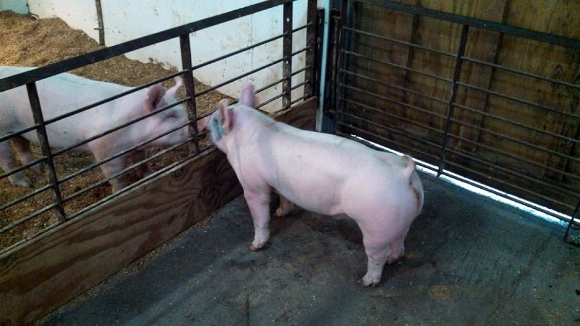 Show Pigs for Sale 05