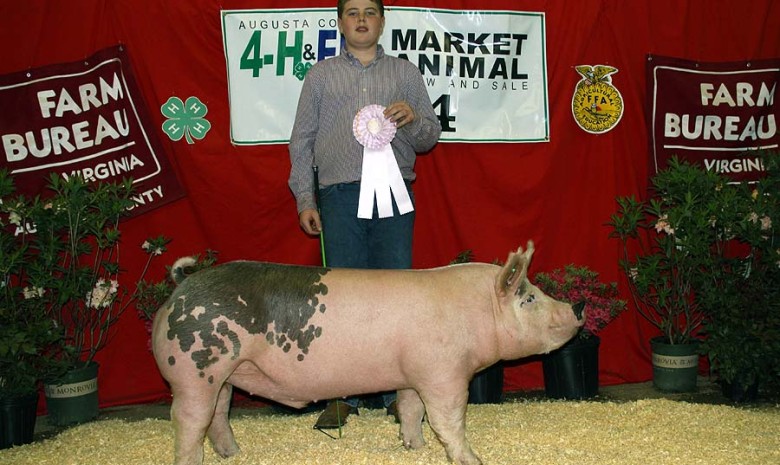 The Reserve Champion (Division 4) at the 2014 Augusta Market Animal Show shown by Zach McCall