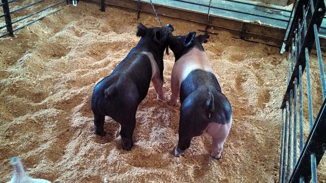 A Sampling of the Show Pigs Offered at our 2nd Annual Summer Pig Sale – June 28, 2014