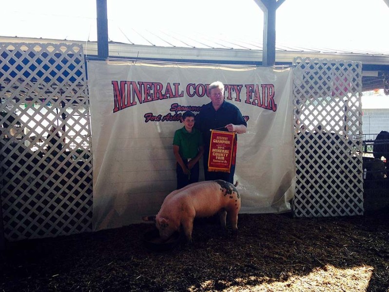 Champion Show Pigs