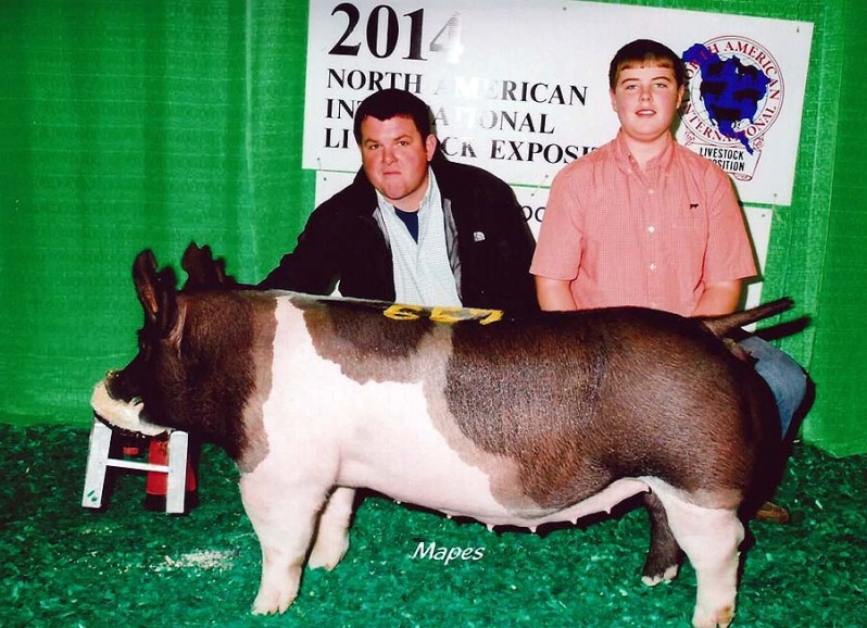 Champion Show Pigs