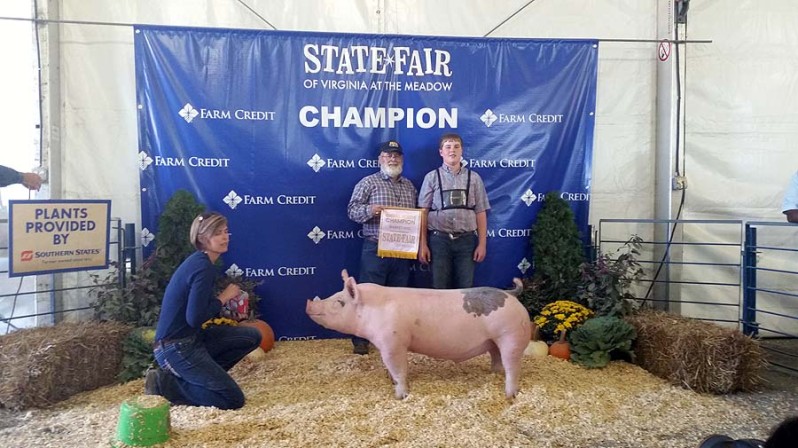 Champion Show Pigs