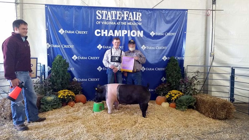 Champion Show Pigs