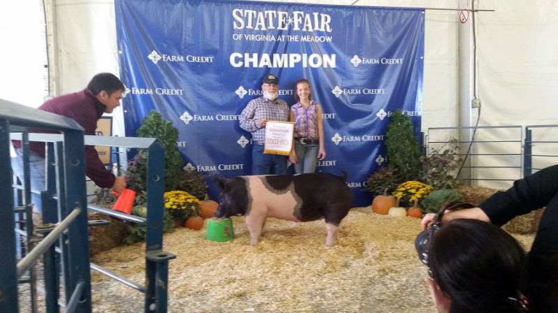 Champion Show Pigs