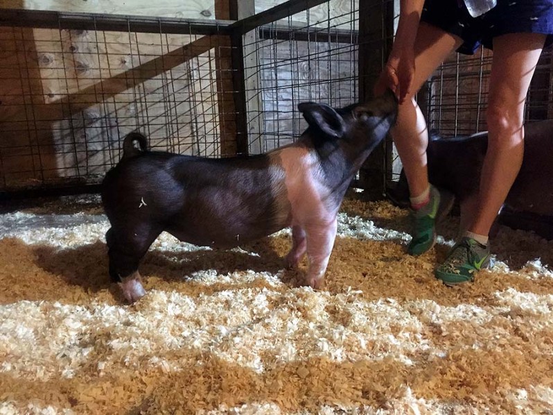 North Carolina Born and Bred Pigs for Sale for June 2017