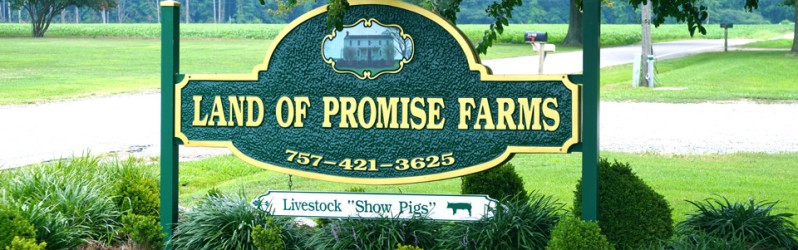 Land of Promise Farms - Show Pigs for Sale