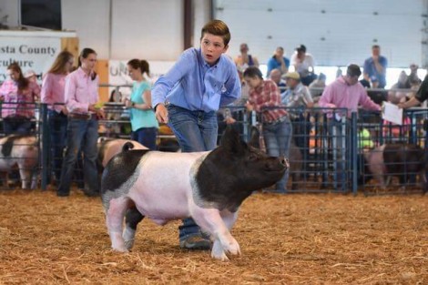 The Marshall Family with the Grand Champion • Division 2 at the 2019 Augusta County Market Animal Show