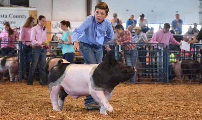 The Marshall Family with the Grand Champion • Division 2 at the 2019 Augusta County Market Animal Show