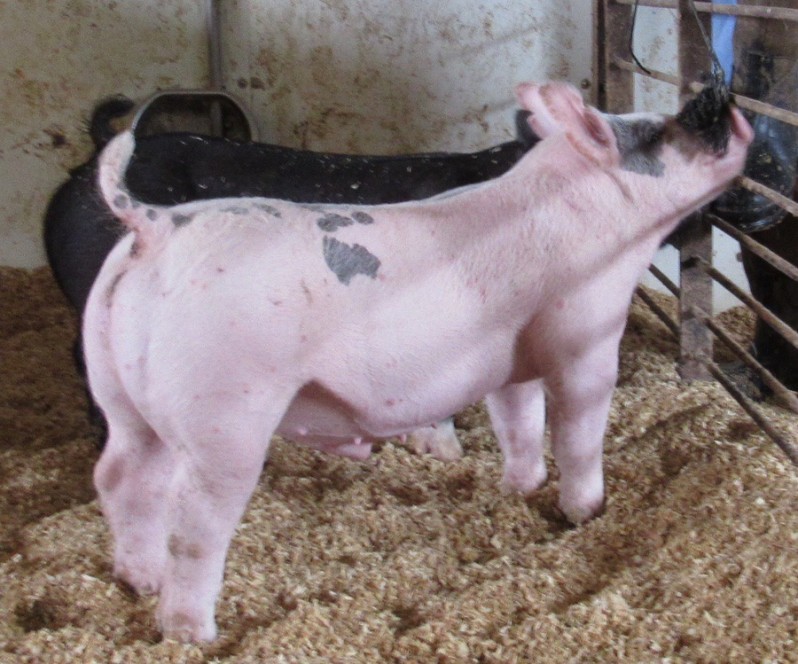 Show Pigs for Sale – January, 2021