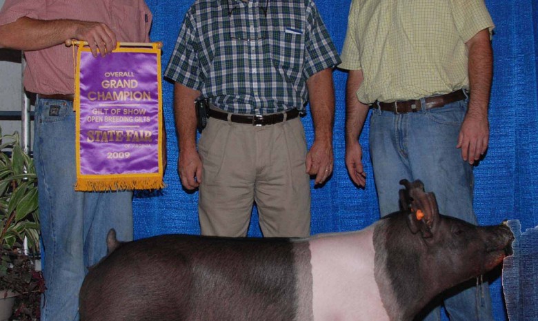 2009 Grand Champion Gilt Virginia State Fair