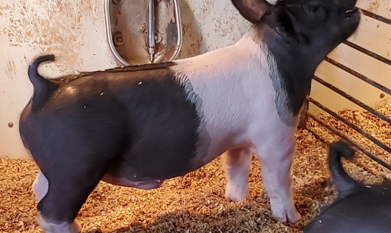 Show Pigs for Sale – January, 2022