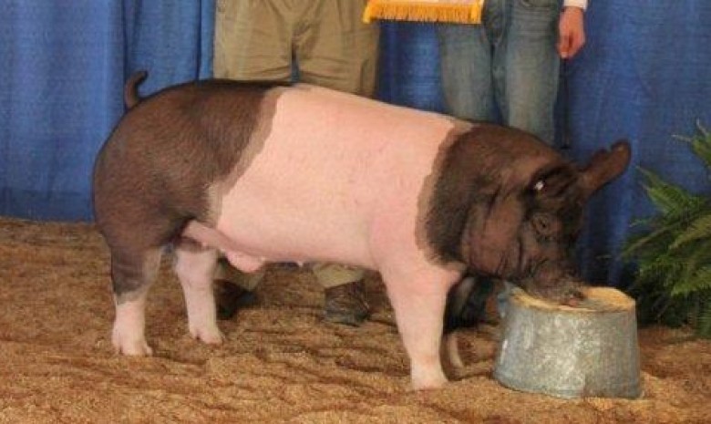 2011 Reserve Champion Market Hog Virginia State Fair