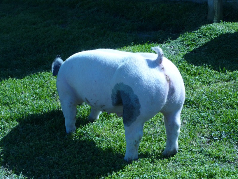 Pigs for Sale 031112-3