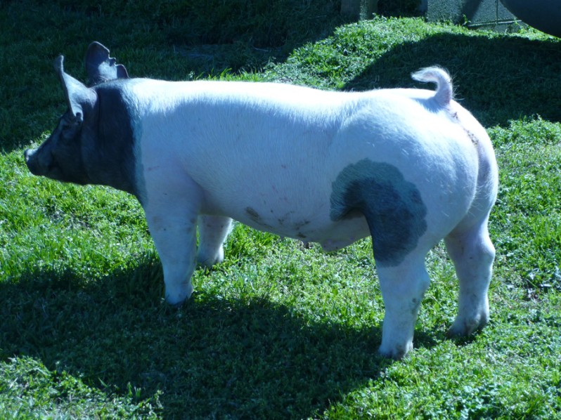 Pigs for Sale 031112-2