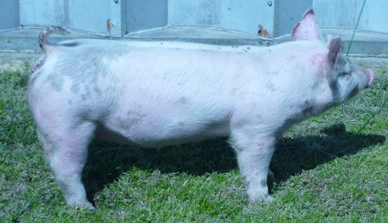 Pigs for Sale 031112-11