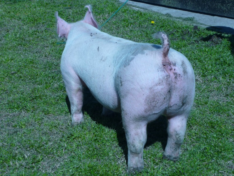 Pigs for Sale 031112-12