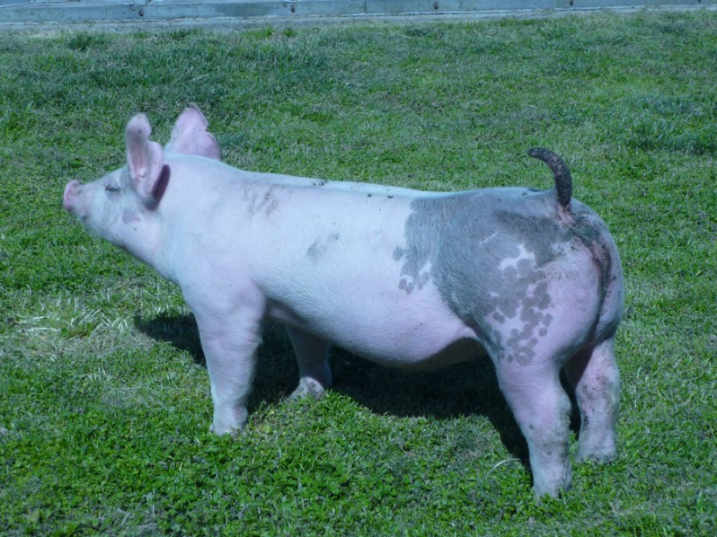 Pigs for Sale 031112-13