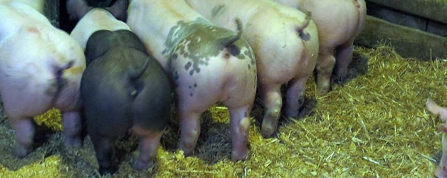 Update on 1st Annual Club Pig Sale