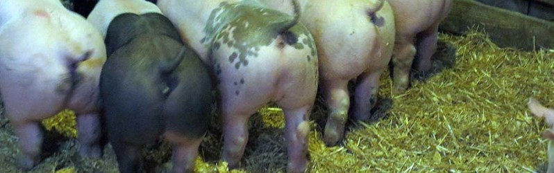 Update on 1st Annual Club Pig Sale