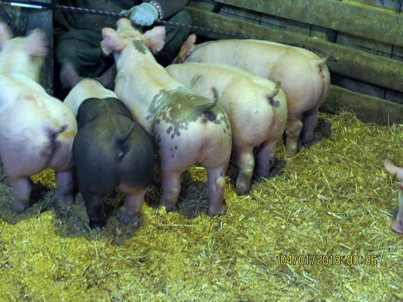 Show Pig Sale – January 12, 2013