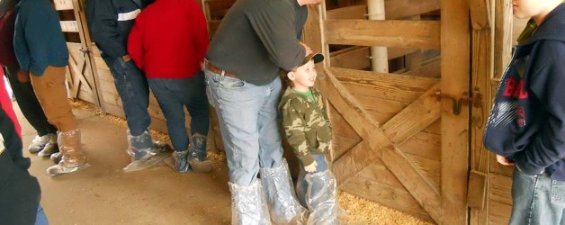 Pictures of the January 12, 2013 Show Pigs Sale