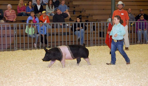 Some of Our Show Pigs in the Ring During 2012