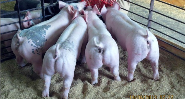 Pigs for Sale at June 29 2013 Summer Sale