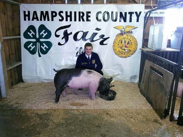 Champion Show Pigs