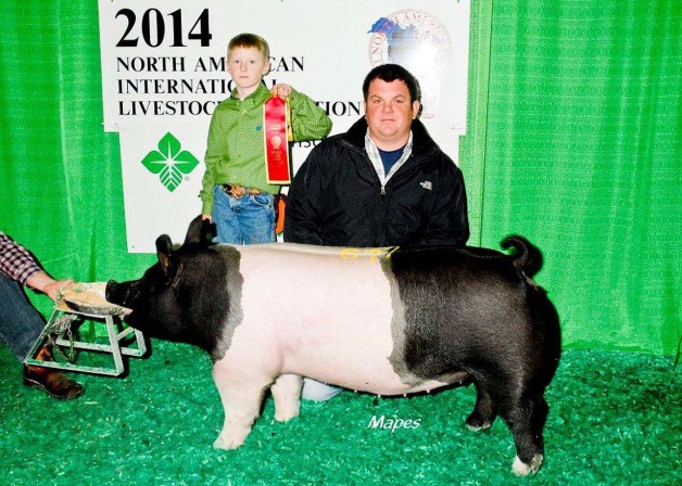 Champion Show Pigs