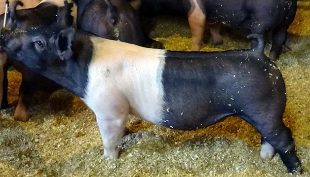 Show Pigs for Sale – January, 2015