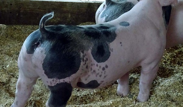 A Sampling of the Show Pigs Offered at our Third Annual Summer Pig Sale – June 13, 2015