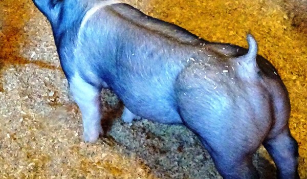 Show Pigs for Sale – January, 2016