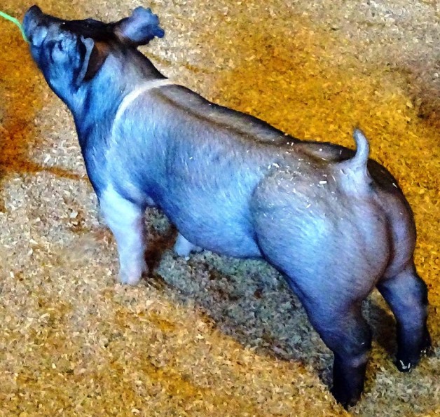 Show Pigs for Sale – January, 2016
