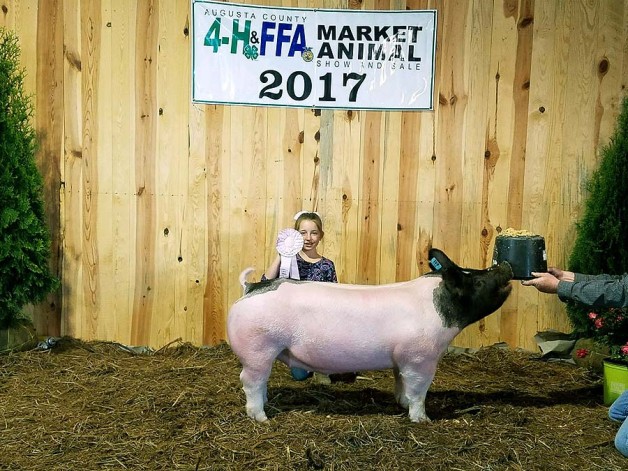 Kallie Poole with the Reserve Champion Division 3 at the 2017 Augusta County, NC Market Animal Show