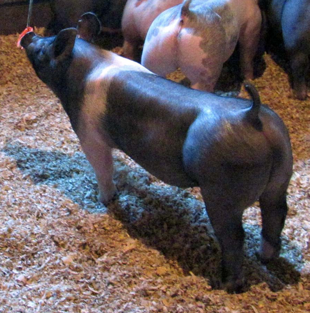 Show Pigs for Sale – January, 2018
