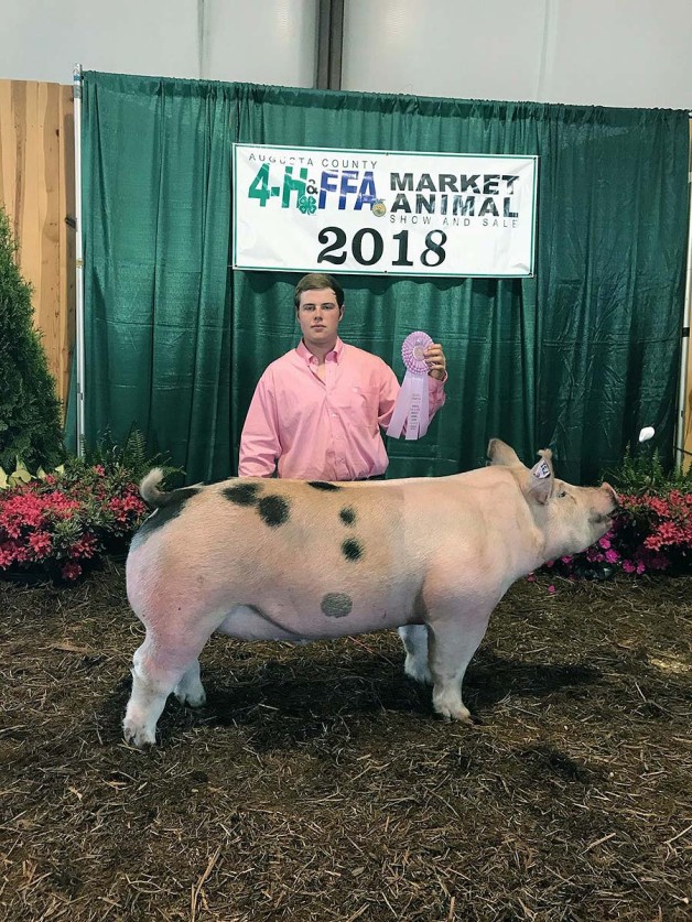 Zach McCall with the Reserve Champion Division 4 at the 2018 Augusta County, NC Market Animal Show