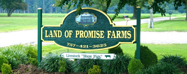 Land of Promise Farms - Show Pigs for Sale