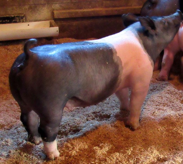 Land of Promise Farms Pig Sale January 2019
