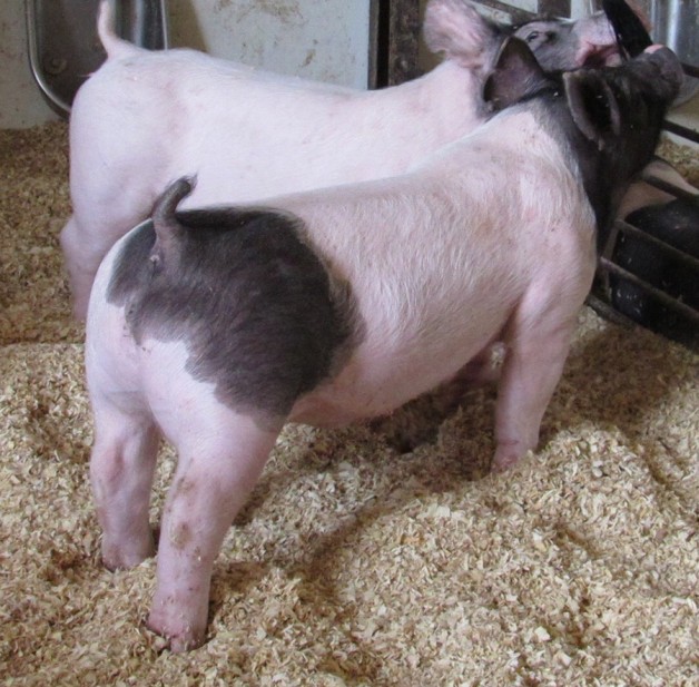 Show Pigs for Sale – June, 2019