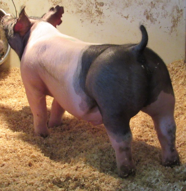 Show Pigs for Sale – January, 2020