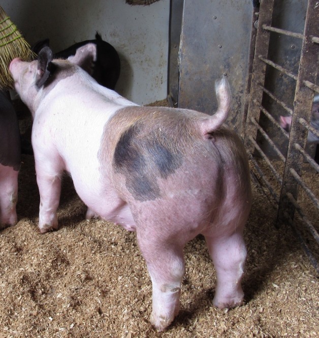 Show Pigs for Sales – June, 2020