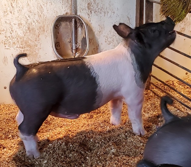 Show Pigs for Sale – January, 2022