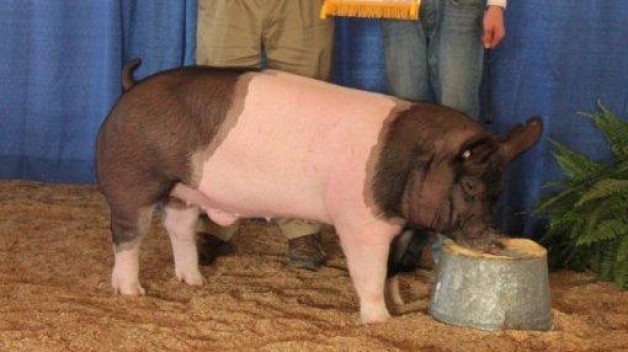 2011 Reserve Champion Market Hog Virginia State Fair