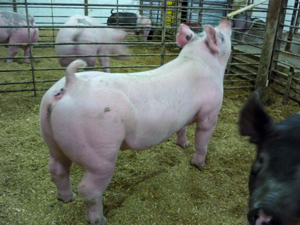 pigs-for-sale-14-land-of-promise-farms